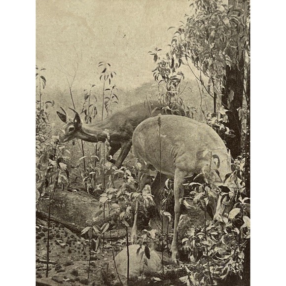 Vintage 1936 RPPC Ephemera Postcard White Tailed Deer Museum Natural History SEE - Picture 1 of 5